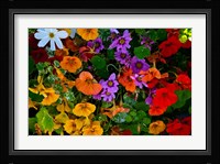 British Columbia, Victoria, Flowerbox on House boats Fine Art Print