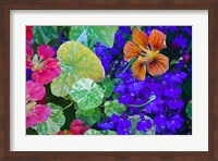 British Columbia, Victoria, Flowerboxes Fine Art Print
