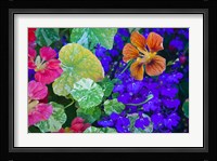 British Columbia, Victoria, Flowerboxes Fine Art Print