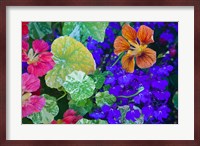 British Columbia, Victoria, Flowerboxes Fine Art Print