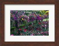 Rose Garden at Butchard Gardens In Full Bloom, Victoria, British Columbia, Canada Fine Art Print