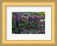 Rose Garden at Butchard Gardens In Full Bloom, Victoria, British Columbia, Canada Fine Art Print