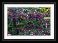 Rose Garden at Butchard Gardens In Full Bloom, Victoria, British Columbia, Canada Fine Art Print