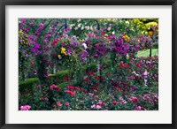 Rose Garden at Butchard Gardens In Full Bloom, Victoria, British Columbia, Canada Fine Art Print