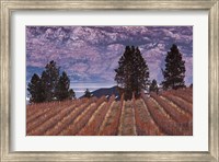 Vineyard and lake, West Kelowna, Okanagan Valley, British Columbia, Canada Fine Art Print