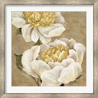 Up Close Cream Peony Fine Art Print