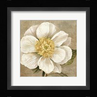 Up Close Cream Rose Framed Print