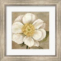 Up Close Cream Rose Fine Art Print