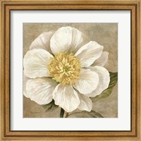 Up Close Cream Rose Fine Art Print