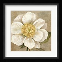 Up Close Cream Rose Framed Print