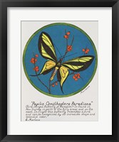 Paradisea Framed Print