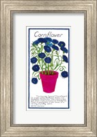 Cornflower Fine Art Print