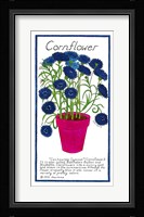 Cornflower Fine Art Print