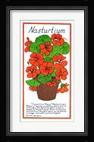 Nasturtium Fine Art Print