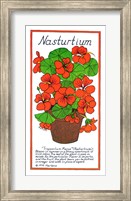 Nasturtium Fine Art Print