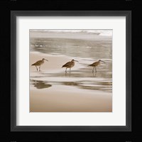 Shore Birds II Fine Art Print