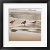 Shore Birds II Framed Print