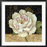 Antique Still Life Peony Fine Art Print