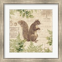 Woodland Trail III (Squirrel) Fine Art Print
