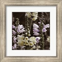 Hint of Spring V Fine Art Print