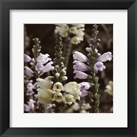 Hint of Spring V Fine Art Print