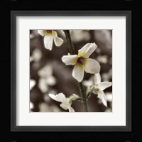 Hint of Spring VI Fine Art Print