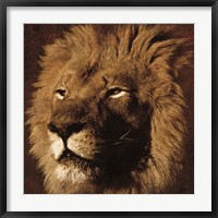 Lion 2 Fine Art Print