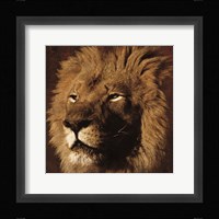 Lion 2 Fine Art Print