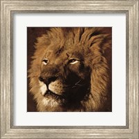 Lion 2 Fine Art Print