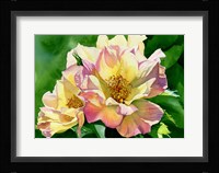 Aglow Fine Art Print