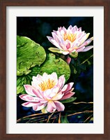 Waterlily Reflections Fine Art Print