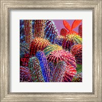 Barrel Cactus 4 Fine Art Print