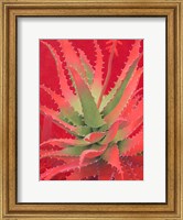Red Agave Fine Art Print
