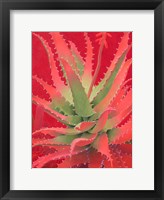 Red Agave Fine Art Print