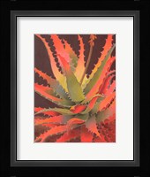 Sunset Agave Fine Art Print