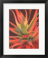 Sunset Agave Fine Art Print