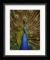 Peacock Fine Art Print