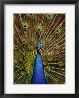 Peacock Fine Art Print