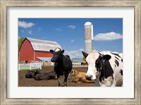 Cows, red barn, silo, farm, Wisconsin Fine Art Print