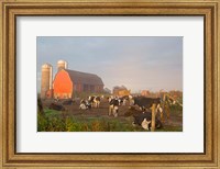 Holstein dairy cows outside a barn, Boyd, Wisconsin Fine Art Print