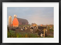 Holstein dairy cows outside a barn, Boyd, Wisconsin Fine Art Print