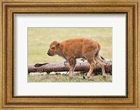 Baby Bison, Yellowstone National Park, Wyoming Fine Art Print