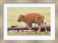 Baby Bison, Yellowstone National Park, Wyoming Fine Art Print