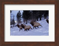 Elk or Wapiti, Yellowstone National Park, Wyoming Fine Art Print