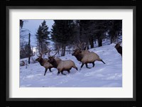 Elk or Wapiti, Yellowstone National Park, Wyoming Fine Art Print