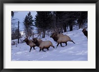 Elk or Wapiti, Yellowstone National Park, Wyoming Fine Art Print