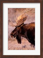 Bull Moose, Grand Teton National Park, Wyoming Fine Art Print