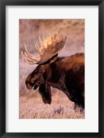 Bull Moose, Grand Teton National Park, Wyoming Fine Art Print