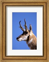 Wyoming, Yellowstone NP, Male Pronghorn Wildlife Fine Art Print