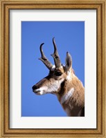 Wyoming, Yellowstone NP, Male Pronghorn Wildlife Fine Art Print